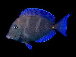 blue tang at night  / Habitat Curacao house reef at the e... by Chris Grossman 